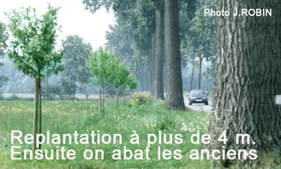 Replantation 4 m texte